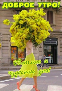 Create meme: flower Mimosa, bouquet of Mimosa, postcard