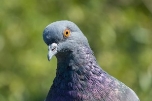 Create meme: pigeon., dove, head pigeon