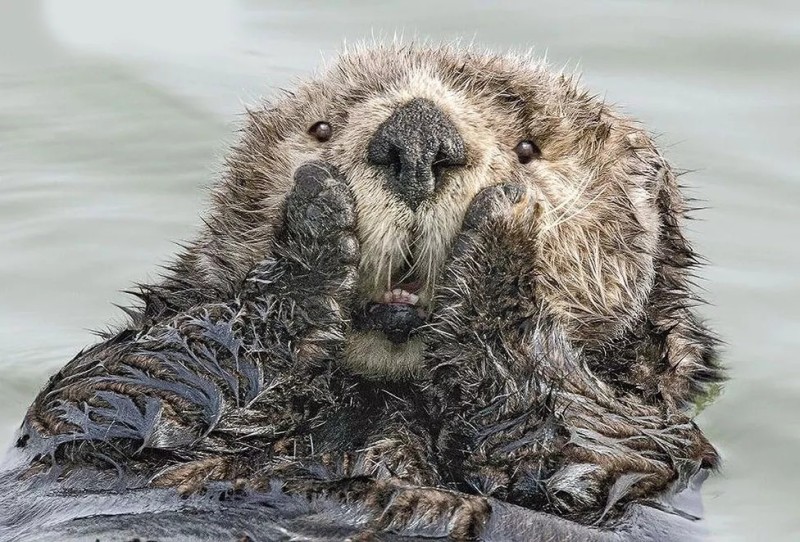 Create meme: finalists of the comedy wildlife photography awards:, sea otters, otter sea otter