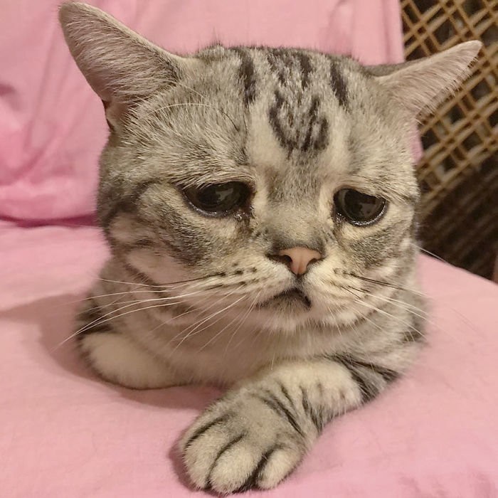 Create meme: sad cat , sad cat , cute sad cat