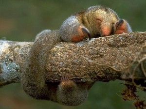 Создать мем: коала спит, белка тупайя, коалы