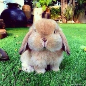 Create meme: funny animals, cute animals, chubby bunny
