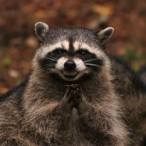 Create meme: raccoon happy, evil raccoon a gargle, insidious raccoon