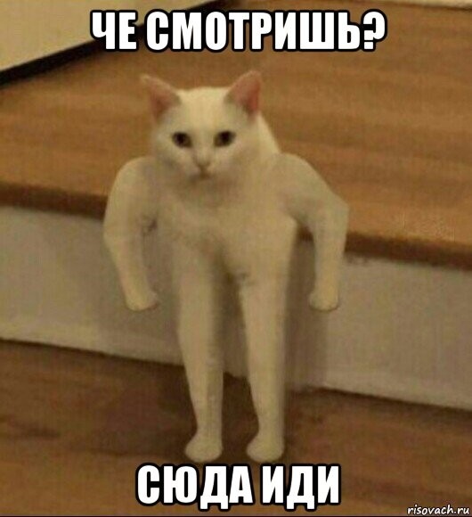 Create meme: The cat with the fist meme, so blat meme, meme the jock cat