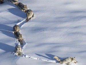 Создать мем: шерстяной волчара, коротко о, я шерстяной волчара