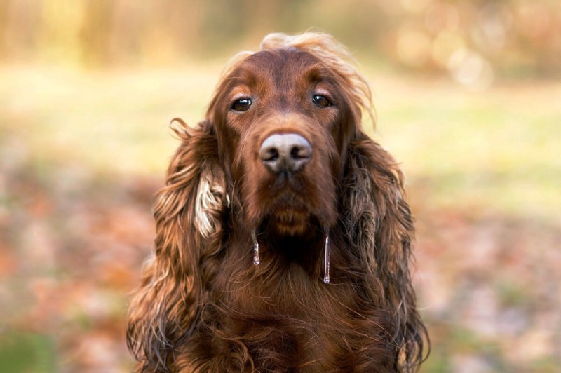 Create meme: irish setter, dog setter, Cocker Spaniel