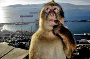 Создать мем: обезьяна, смешные обезьяны, веселая обезьяна