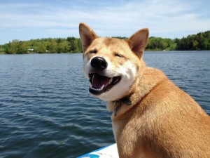 Создать мем: shiba inu, улыбающаяся собака, собака акита