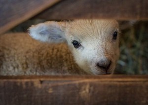 Create meme: little kids, sheep, lamb