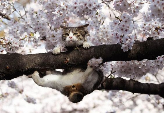 Создать мем: коты любовь весна, кошка на цветущей вишне, весна приходит