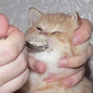 Создать мем: кошачьи зубки, кот зубы, кот