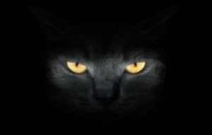 Create meme: black cat, cat black