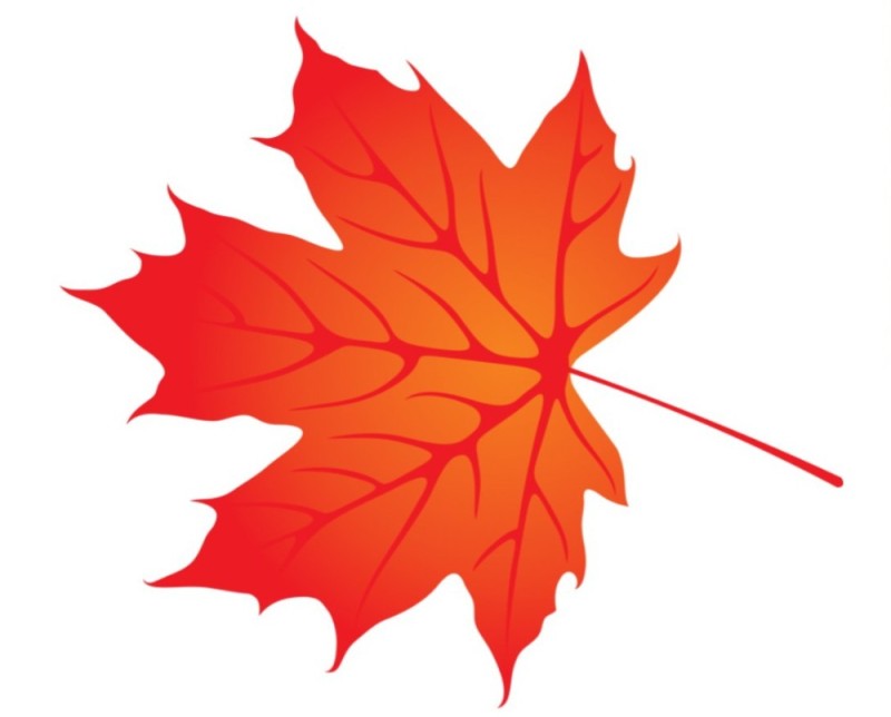Создать мем: лист клена, осенние листья, красный кленовый лист
