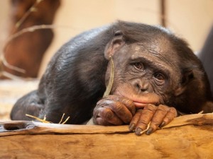 Create meme: chimpanzees, monkeys, monkey