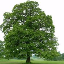 Create meme: sycamore tree, common oak, oak tree