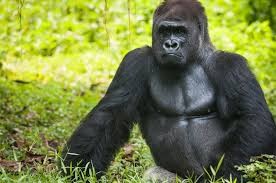 Создать мем: обезьяна горилла, горилла красивое, горилла большая