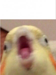 Create meme: parrot meme, memes with parrots triggered, screaming parrot