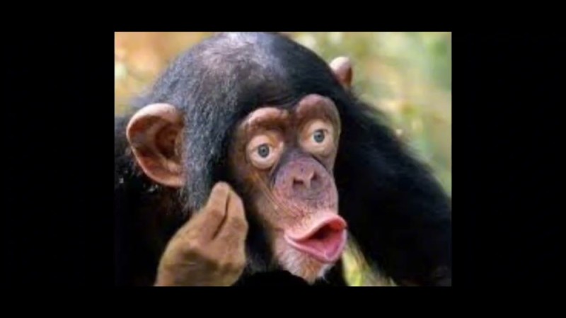 Create meme: male chimpanzee, chimpanzee, lip chimpanzee