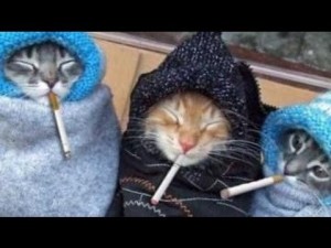 Create meme: cat, fun with cats, cats and the cold