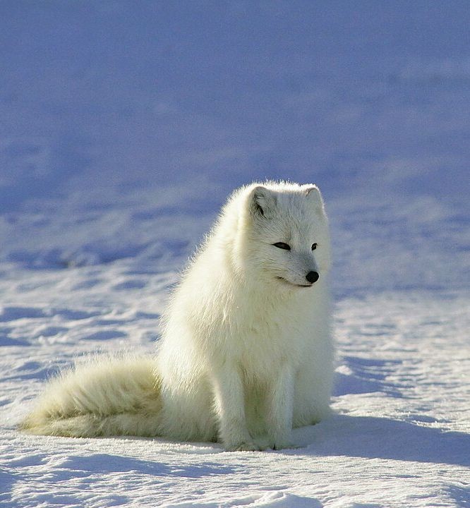 Create meme: Fox , arctic fox polar fox, the northern Arctic Fox