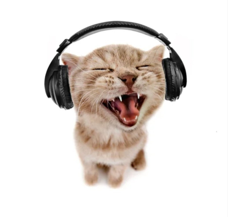 Create meme: cat , cat with headphones, cat with headphones