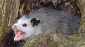 Create meme: Virginia opossum, possum