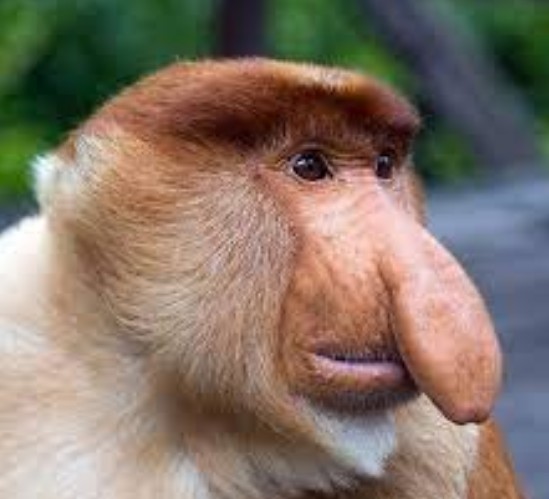 Create meme: a proboscis monkey , monkey nosey , a nosy monkey with a round nose