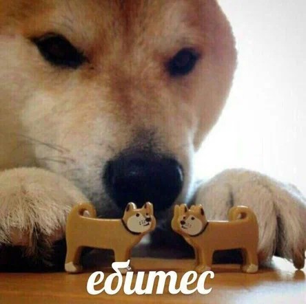Create meme: meme with dog bites, dog bites, Shiba inu 