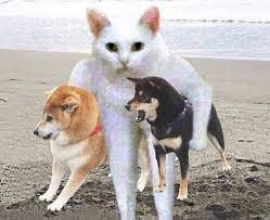 Create meme: cat and dog , shiba inu dog, akita shiba inu