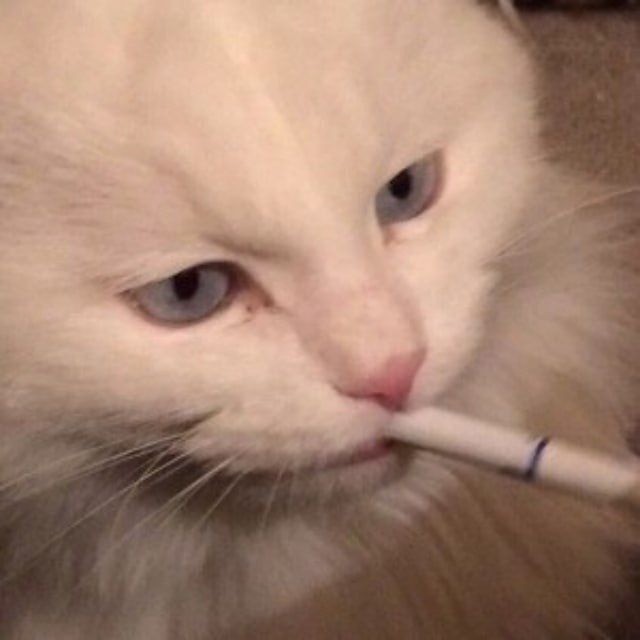 Create meme: the cat smokes, smoking cat, The white cat meme