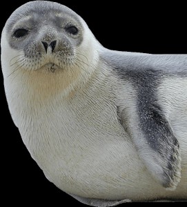 Создать мем: белек, fur seal, тюлень из щенячьего