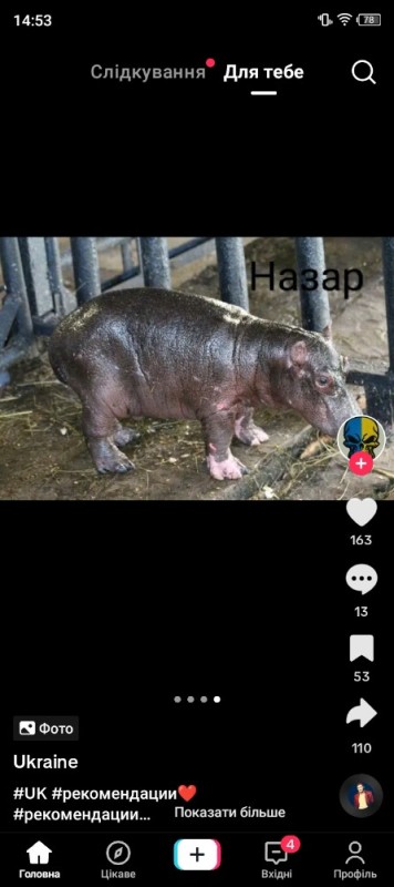 Create meme: pygmy Hippo, Hippo , little hippo