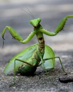 Create meme: mantis 