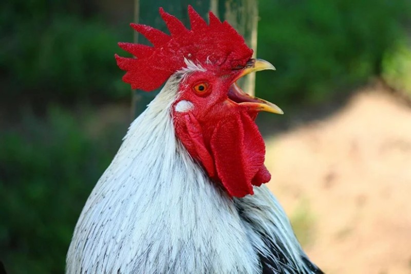 Create meme: rooster , the head of the cock , young cock