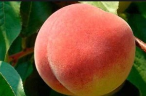 Create meme: peach early red, peaches in pictures varieties, velvet peach