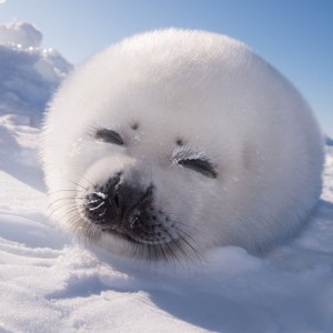 Create meme: the little seal, harp seals