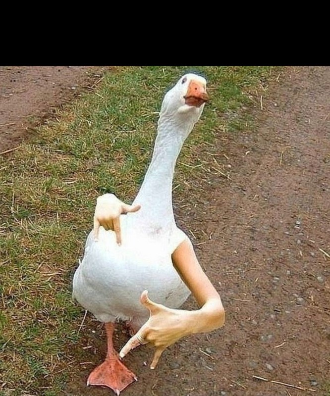 Create meme: goose meme , the goose is angry, goose with hands