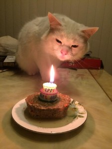 Создать мем: кошка, кот с блинами, день рождения