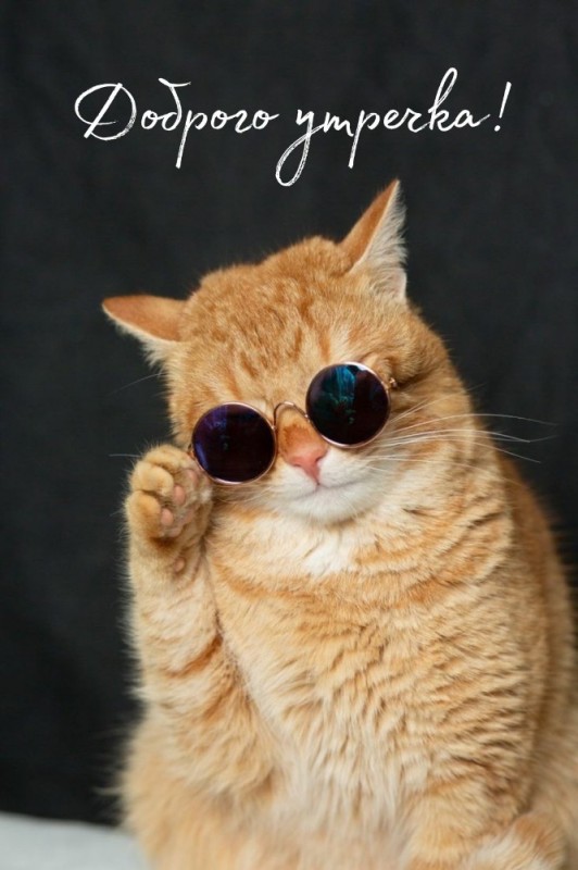 Create meme: cats in glasses, seals , cat in glasses 