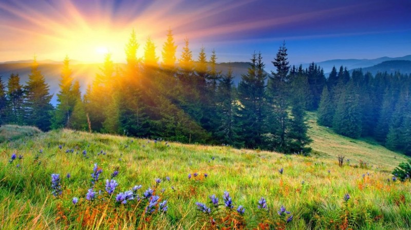 Create meme: beautiful dawn, nature field , forest sun
