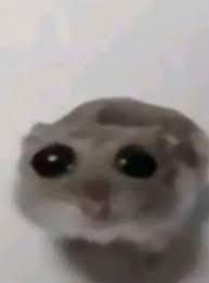 Create meme: cat , the hamster looks at the camera, A hamster with big eyes