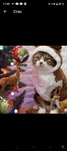 Создать мем: кот новый год, котик новогодний котик, christmas cat