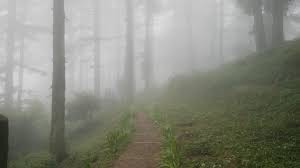 Create meme: forest fog, rain in the forest, a path in the fog