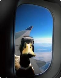 Создать мем: duck plane, утка следит за тобой, гусь самолет