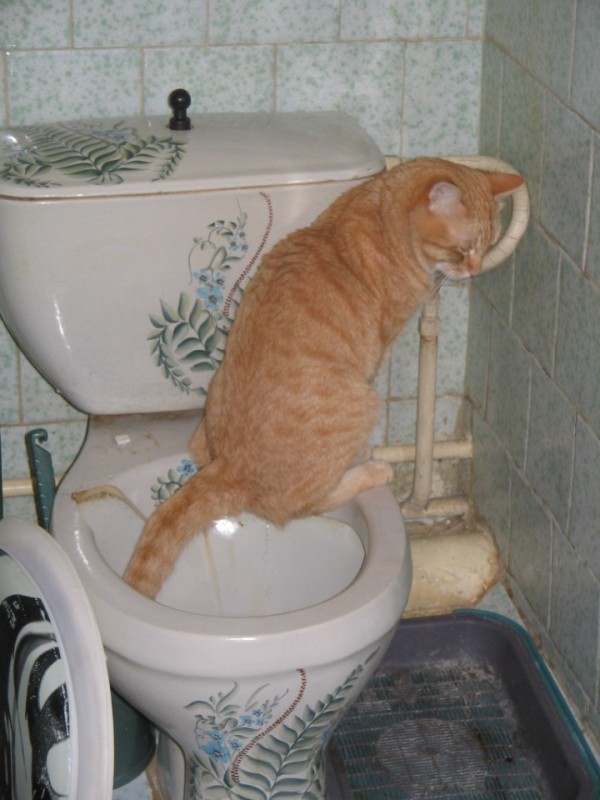 Создать мем: кот на унитазе, туалет унитаз, туалет