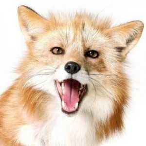 Создать мем: милая домашняя лиса, лисичка, классная лиса