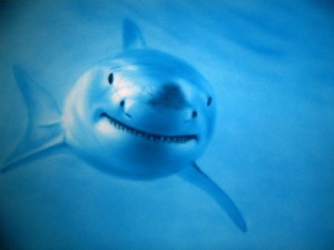Create meme: shark week, nemo, great white shark