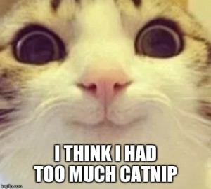Создать мем: кот, мемы, 526×474