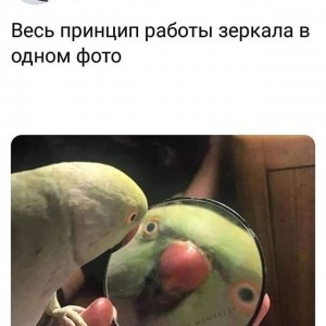 Create meme: Popov eating meme, parrot, photo with comments