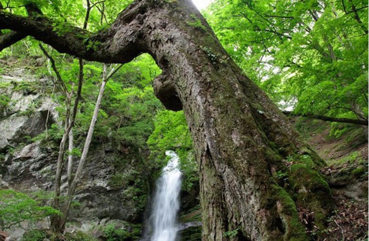 Create meme: mahuntseti waterfall georgia, waterfall in the ravine, forest waterfall